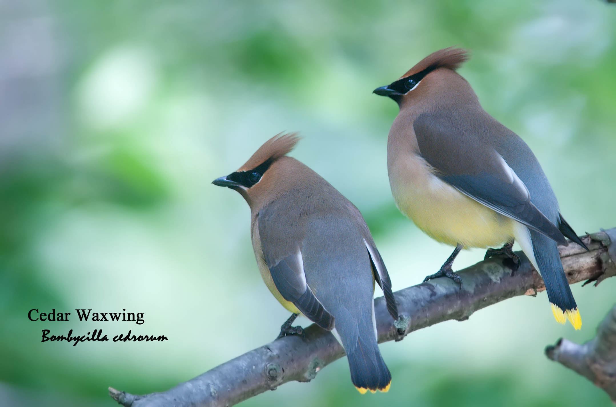 Cedar Waxwing